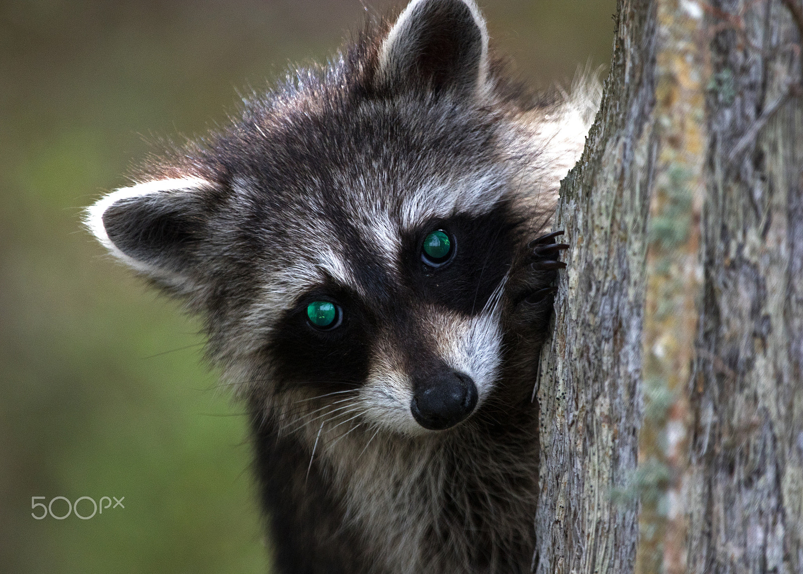 Canon EF 100-400mm F4.5-5.6L IS USM sample photo. Raccoon photography