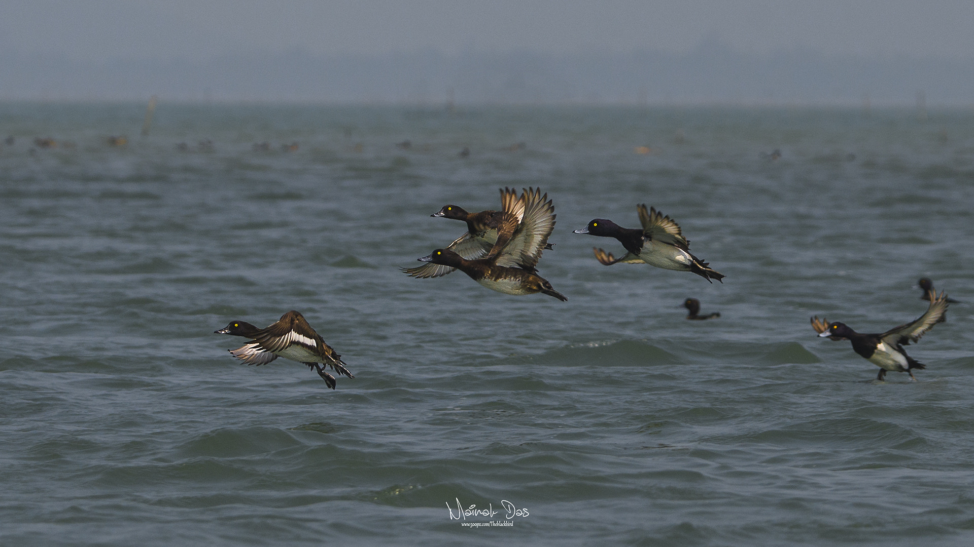 Nikon D5100 + Tamron SP 150-600mm F5-6.3 Di VC USD sample photo. Tufted duck flock photography