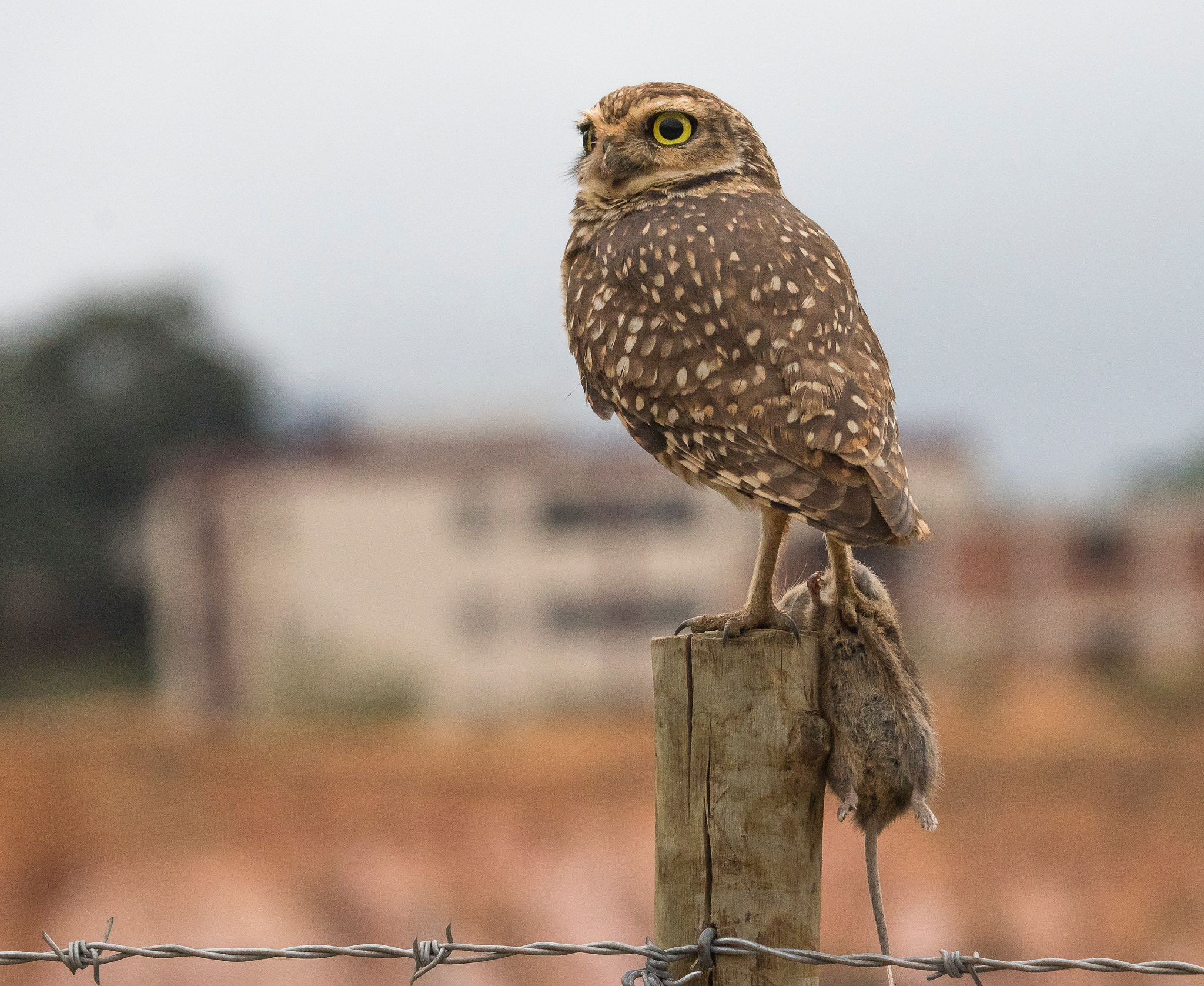 Canon EOS 7D Mark II + Canon EF 100-400mm F4.5-5.6L IS USM sample photo. Coruja buraqueira/owl pest control. photography