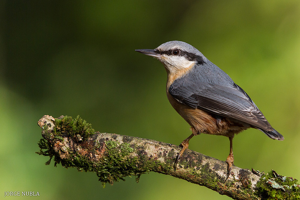 Canon EF 500mm F4L IS II USM sample photo. Trepador azul (sitta europaea). photography