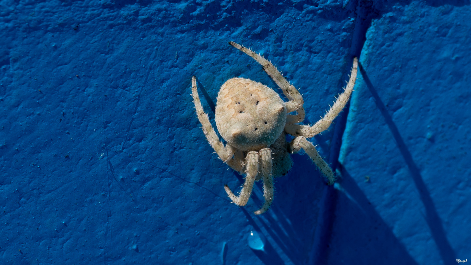 Sony a7R II + E 50mm F2.8 sample photo. White spider. photography