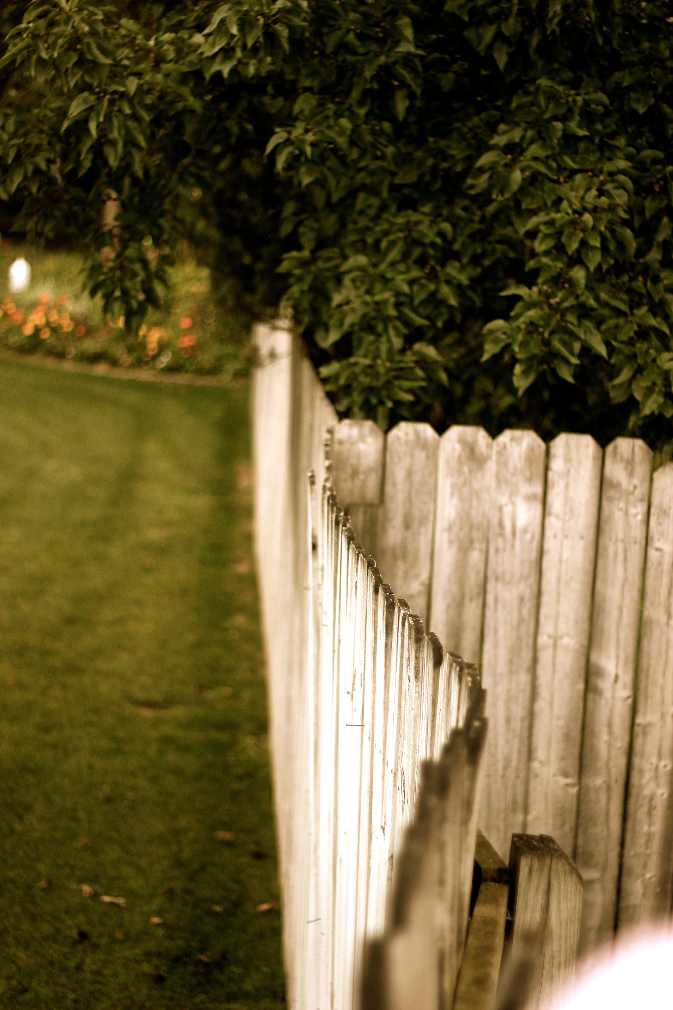 Canon EOS 500D (EOS Rebel T1i / EOS Kiss X3) + Canon EF 50mm F1.8 II sample photo. The old fence. photography