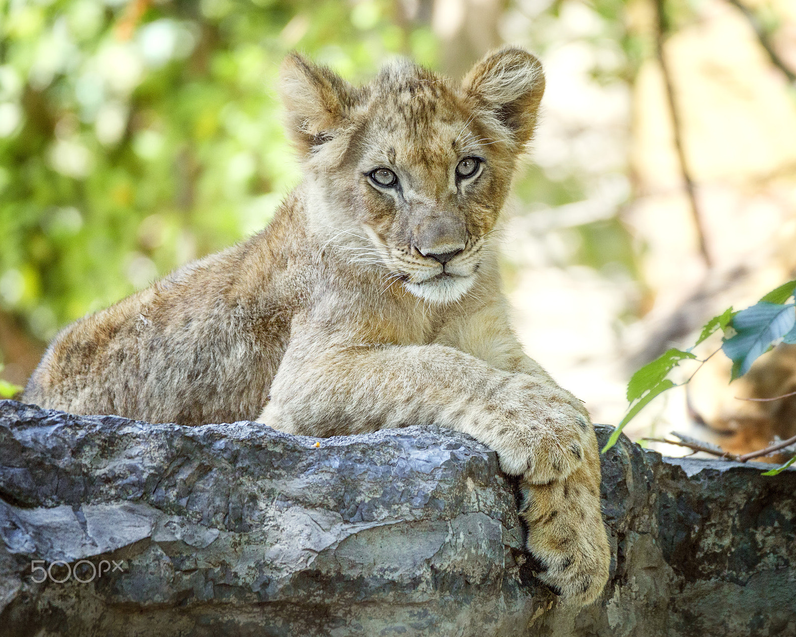 150-600mm F5-6.3 DG OS HSM | Contemporary 015 sample photo. Lion cub photography