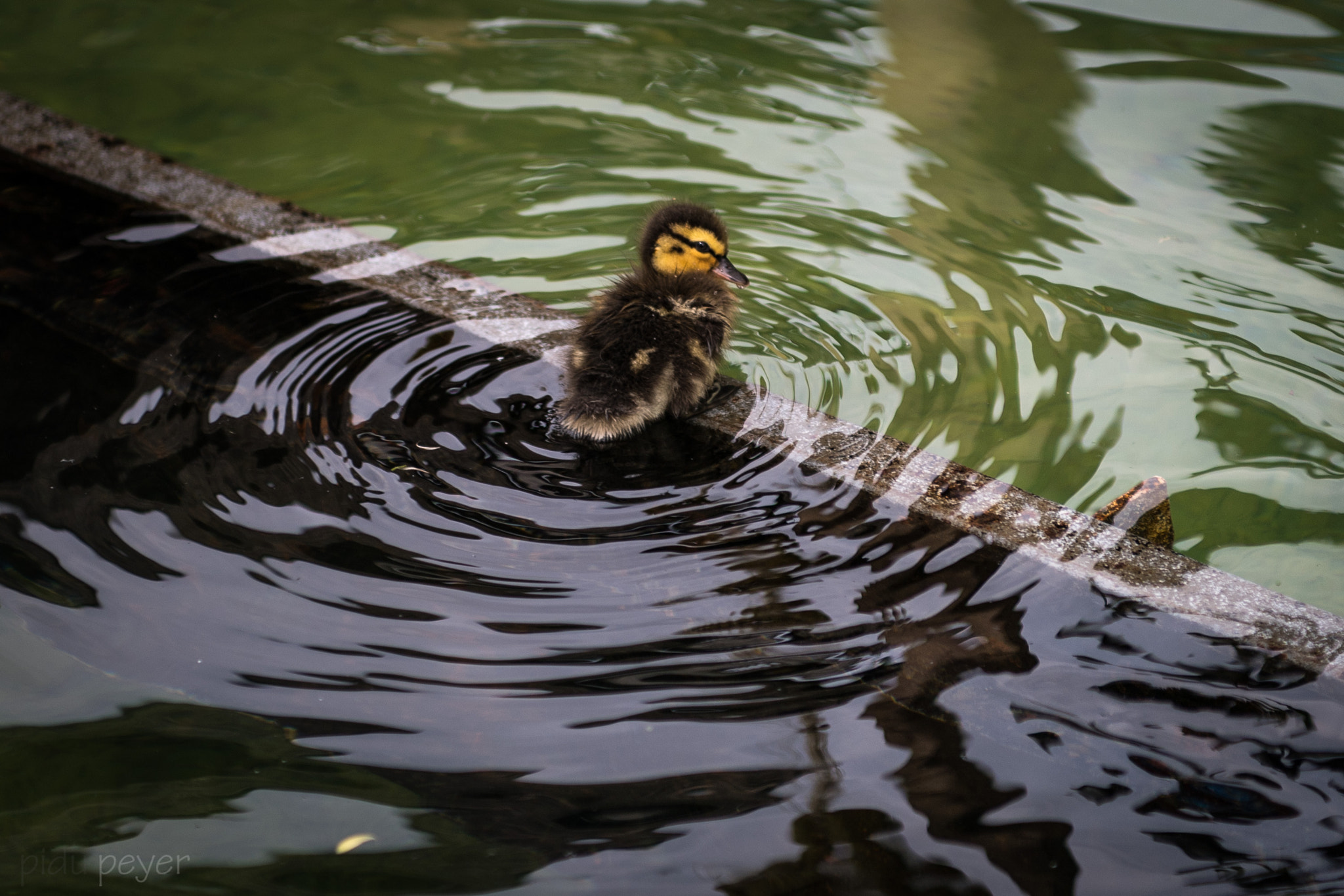 Nikon D5 + Nikon AF-S Nikkor 24-70mm F2.8E ED VR sample photo. Young duckling is pleased of life photography