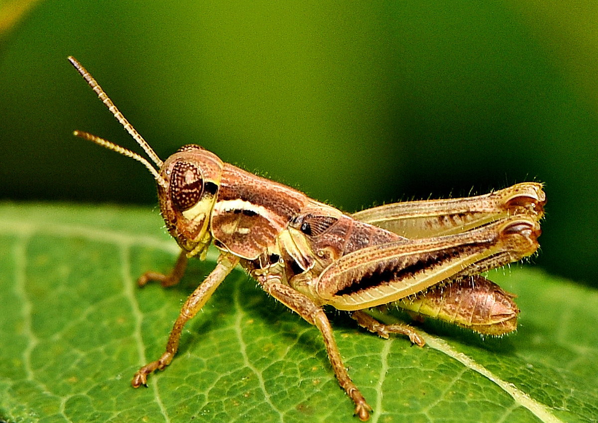 Tamron SP 70-200mm F2.8 Di VC USD sample photo. Little hopper photography