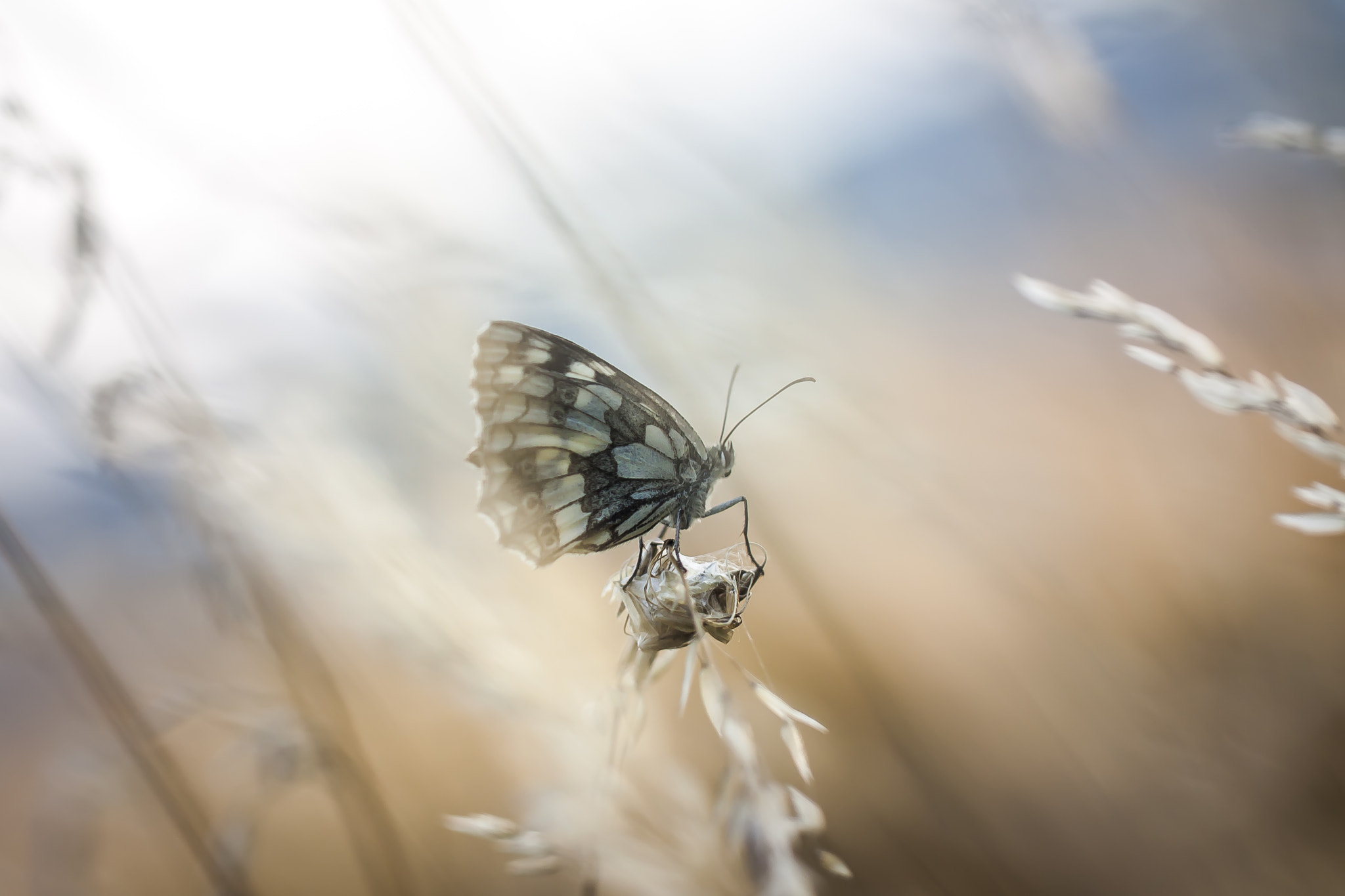 Canon EOS 50D + Canon EF 100mm F2.8L Macro IS USM sample photo. Butterfly on the meadow photography