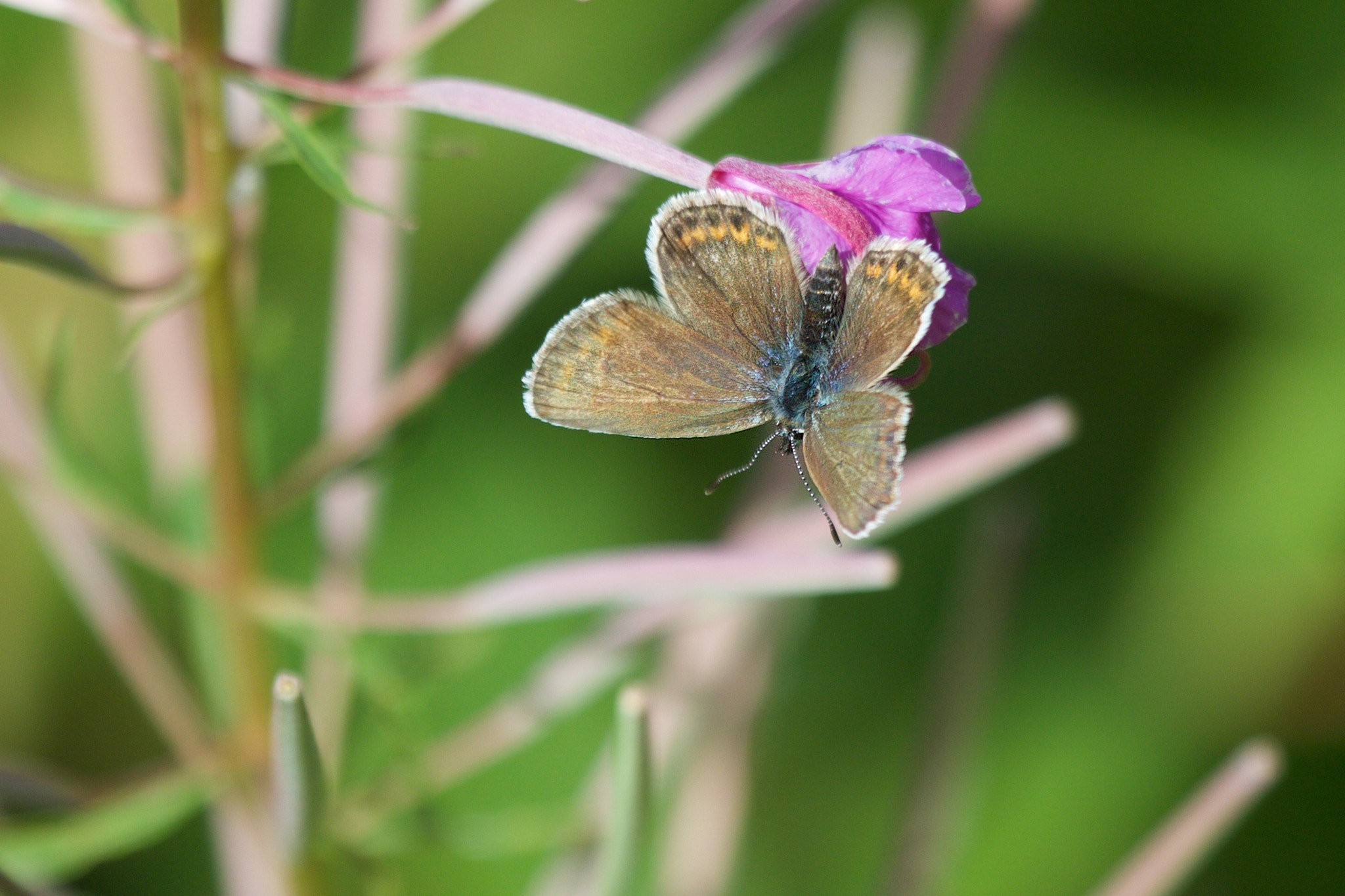 Canon EOS 7D Mark II + Canon EF 100-400mm F4.5-5.6L IS USM sample photo. Gx2a8160.jpg photography