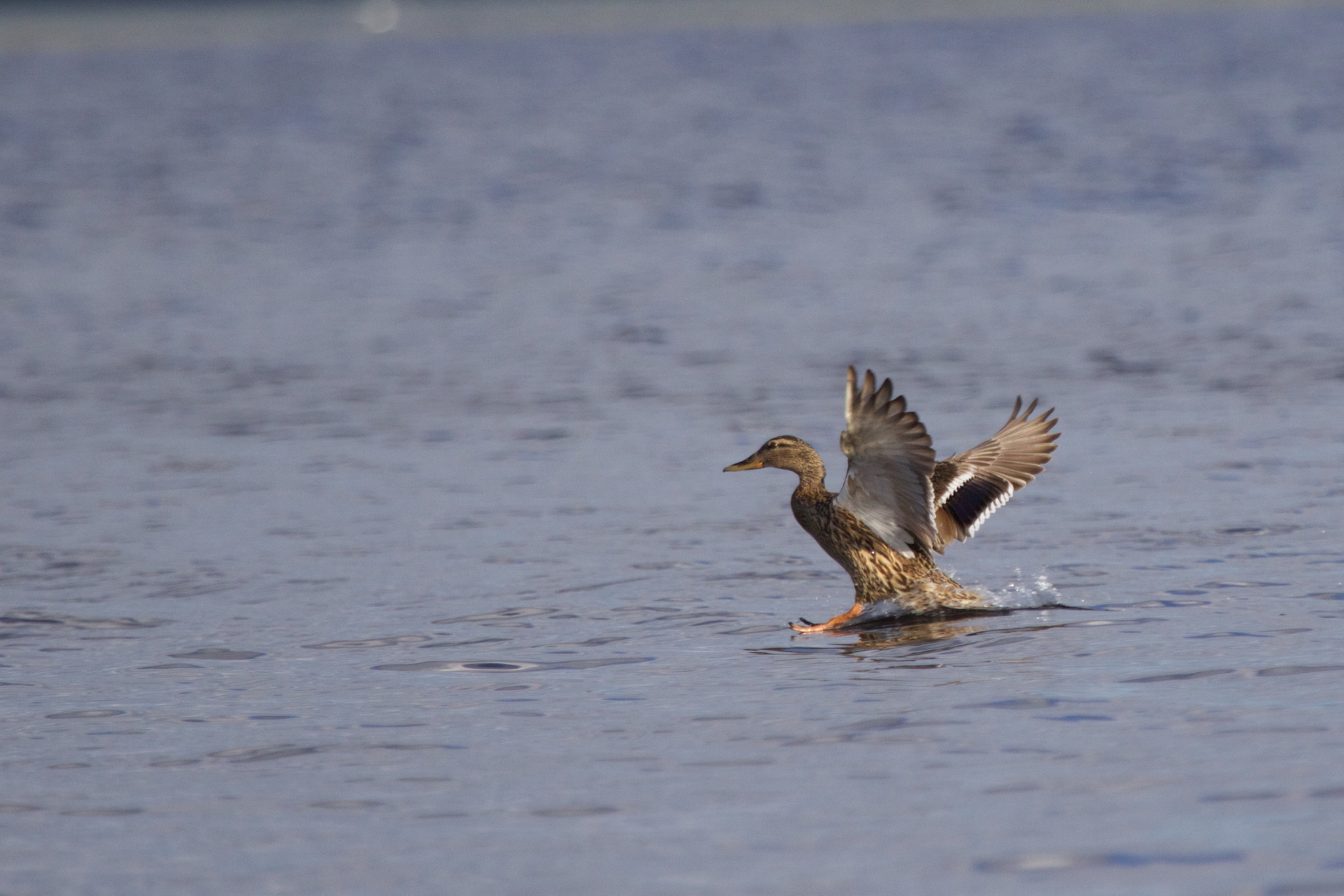 Canon EF 100-400mm F4.5-5.6L IS USM sample photo. Landing photography