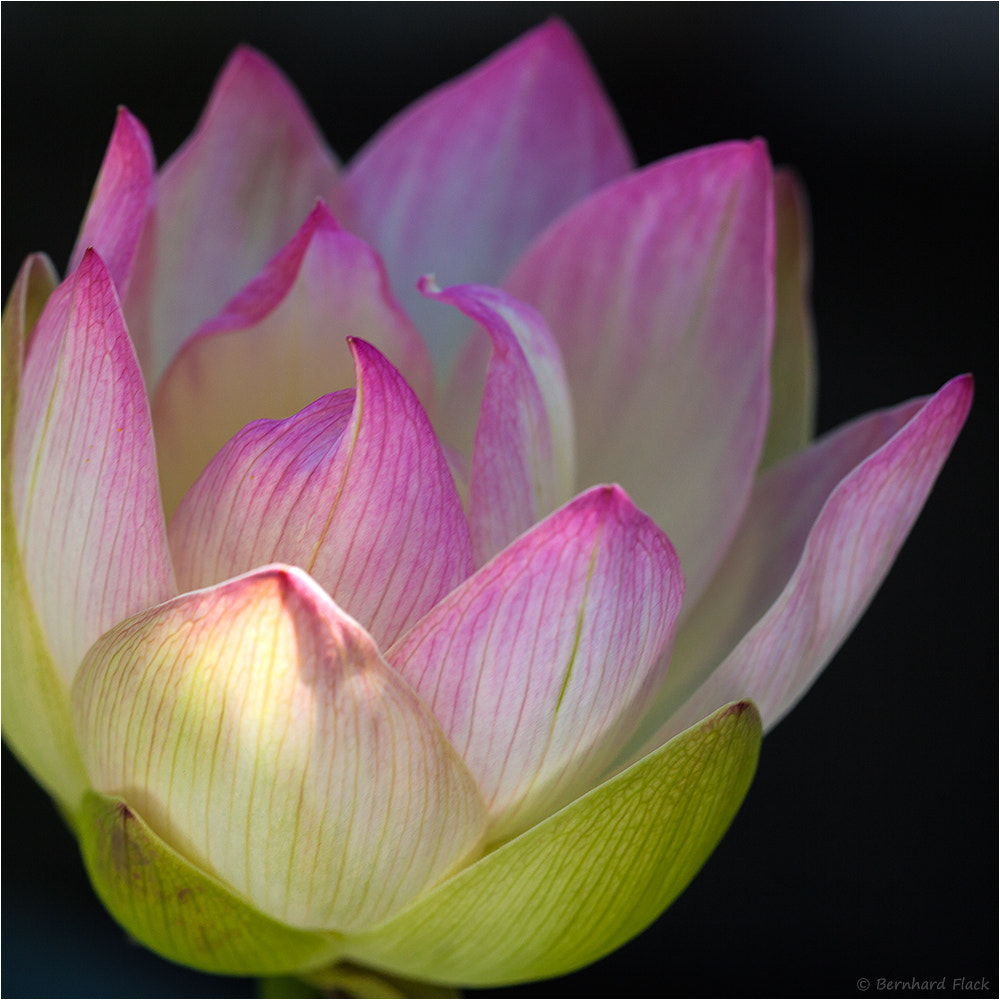Sigma APO Macro 150mm f/2.8 EX DG HSM sample photo. Lotos bluete photography