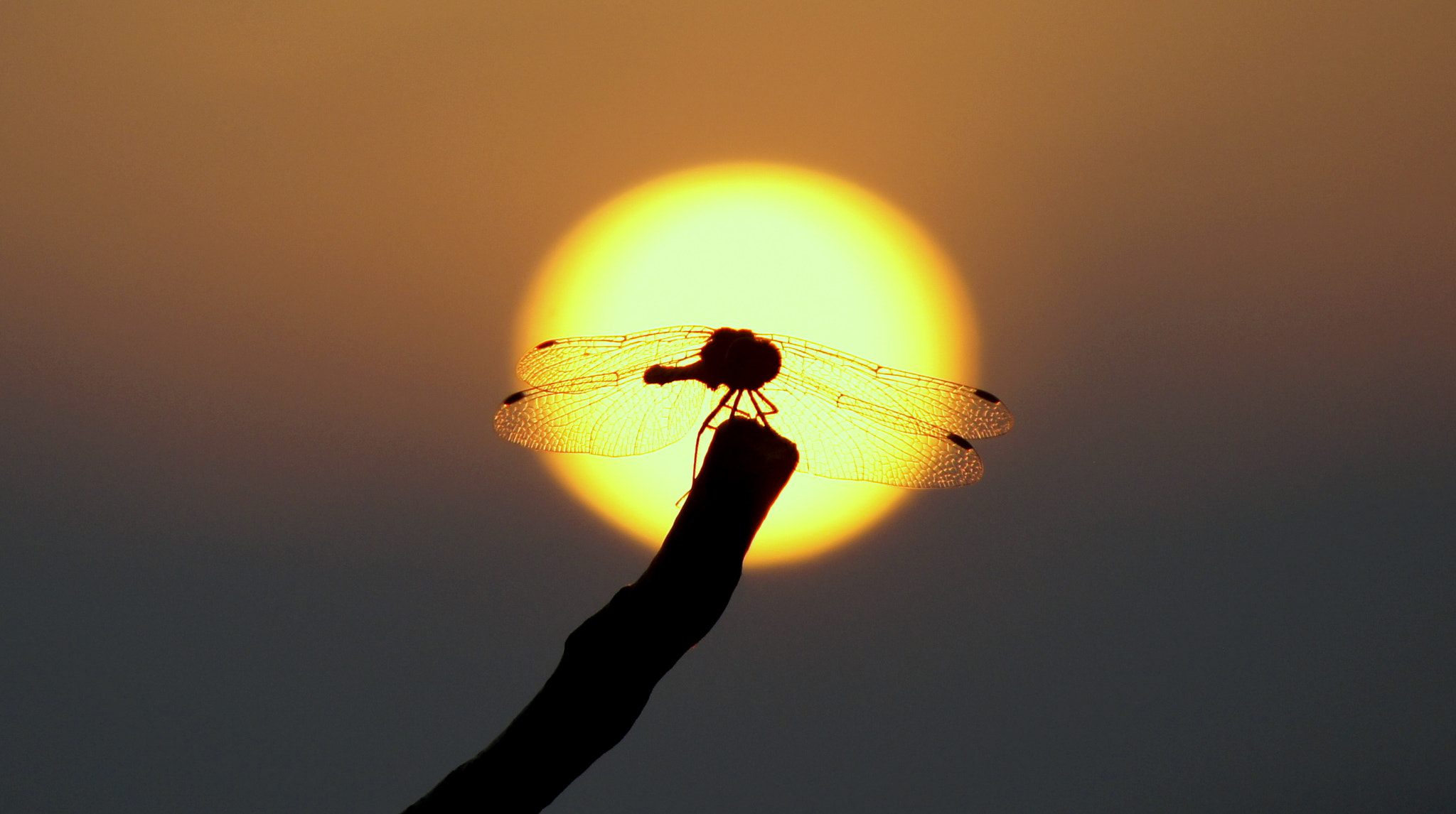 Sony DT 55-200mm F4-5.6 SAM sample photo. Dragonfly & sunset photography