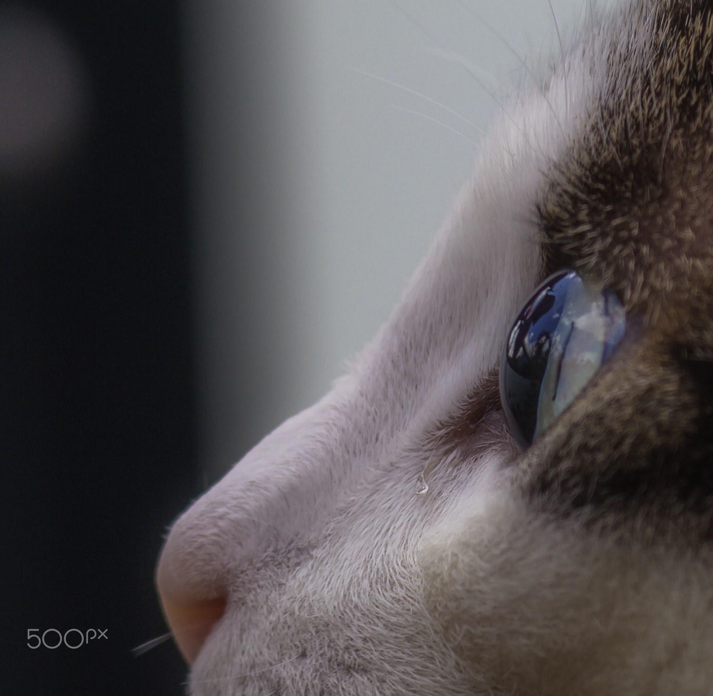 Canon EF 100-400mm F4.5-5.6L IS USM sample photo. Glass eye photography