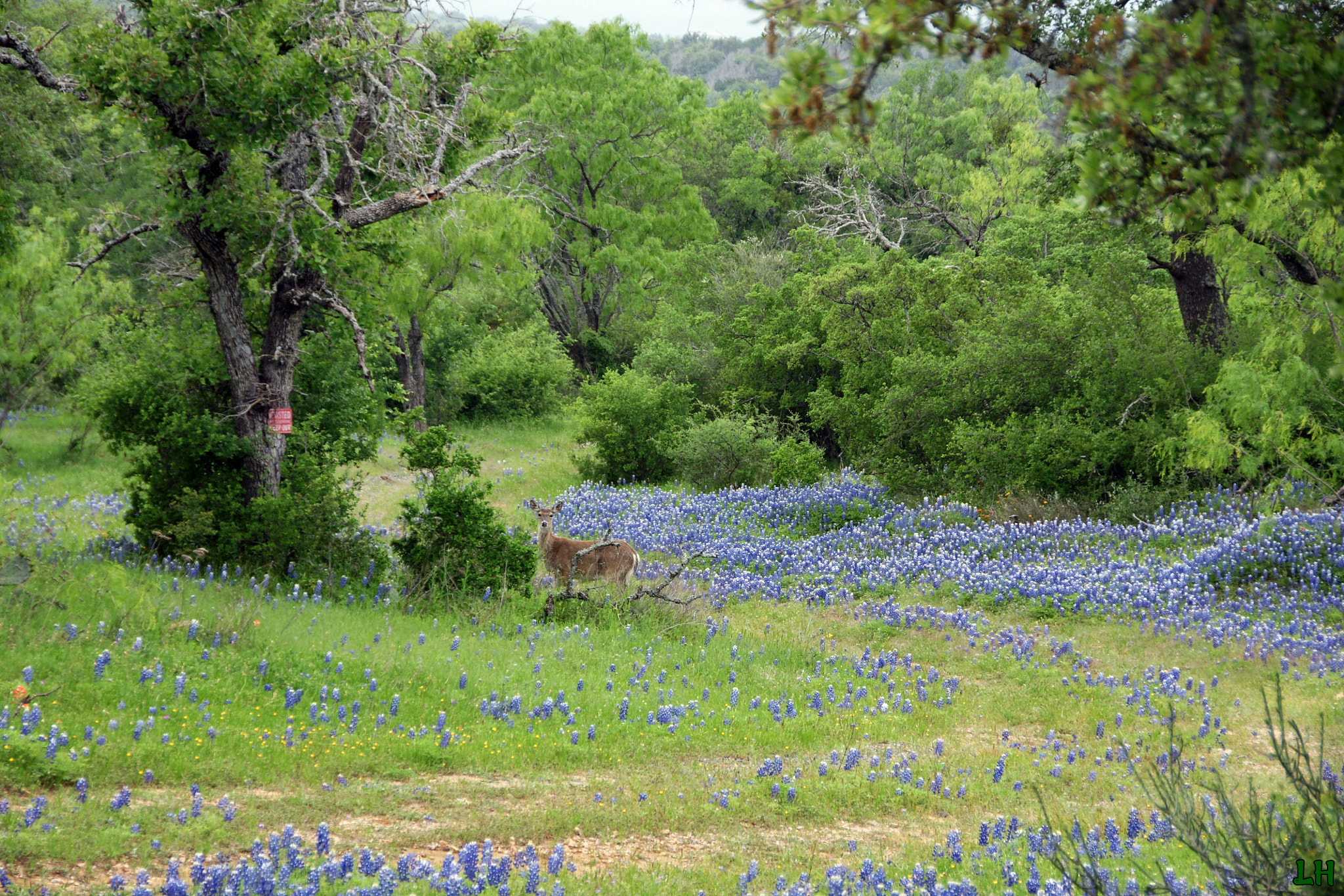 Sony Alpha DSLR-A700 + Sigma 18-250mm F3.5-6.3 DC OS HSM sample photo. Spring in texas photography