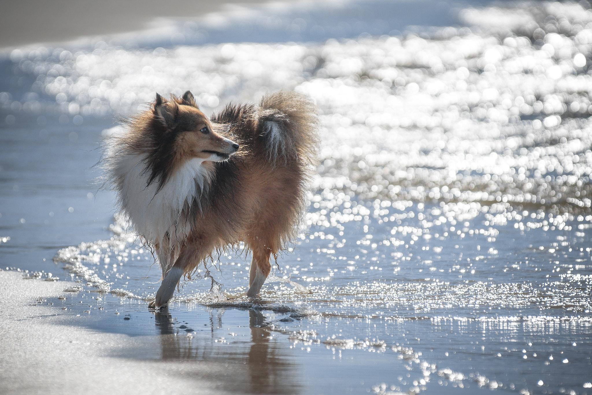 Minolta AF 80-200mm F2.8 HS-APO G sample photo. Seadog photography