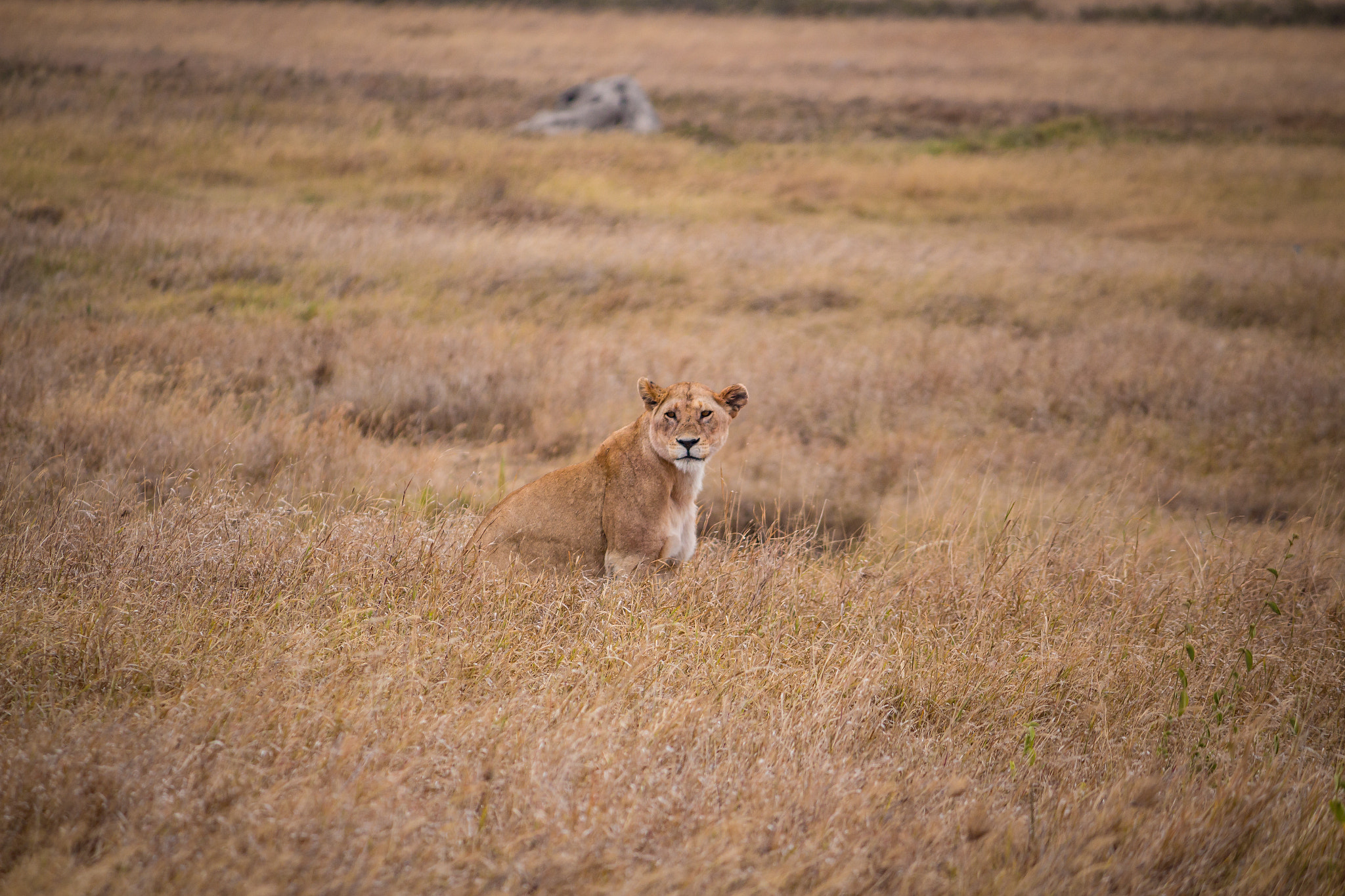 Canon EF-S 55-250mm F4-5.6 IS sample photo. Lion in the serengeti photography