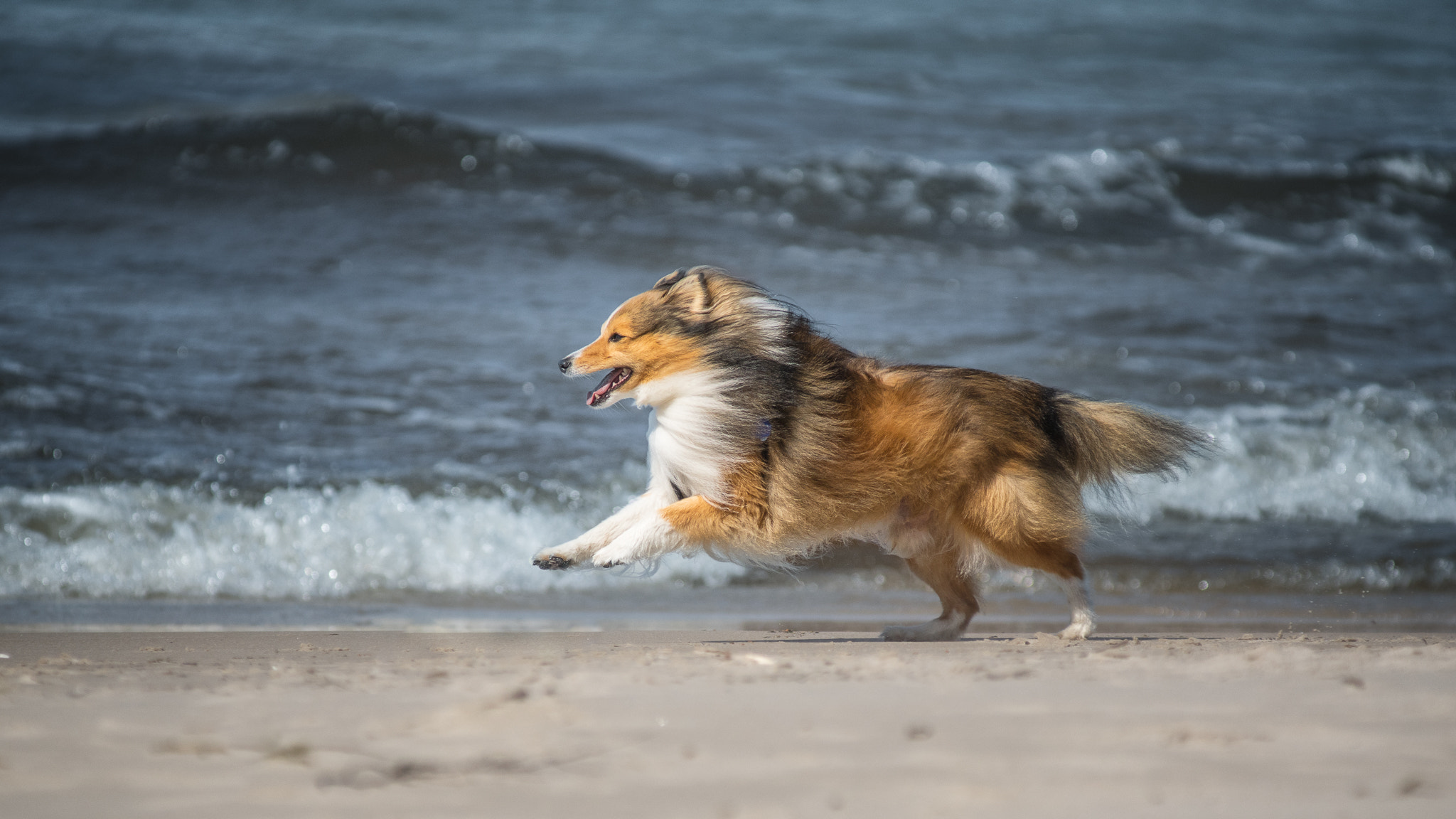 Minolta AF 80-200mm F2.8 HS-APO G sample photo. Beach is fun! photography