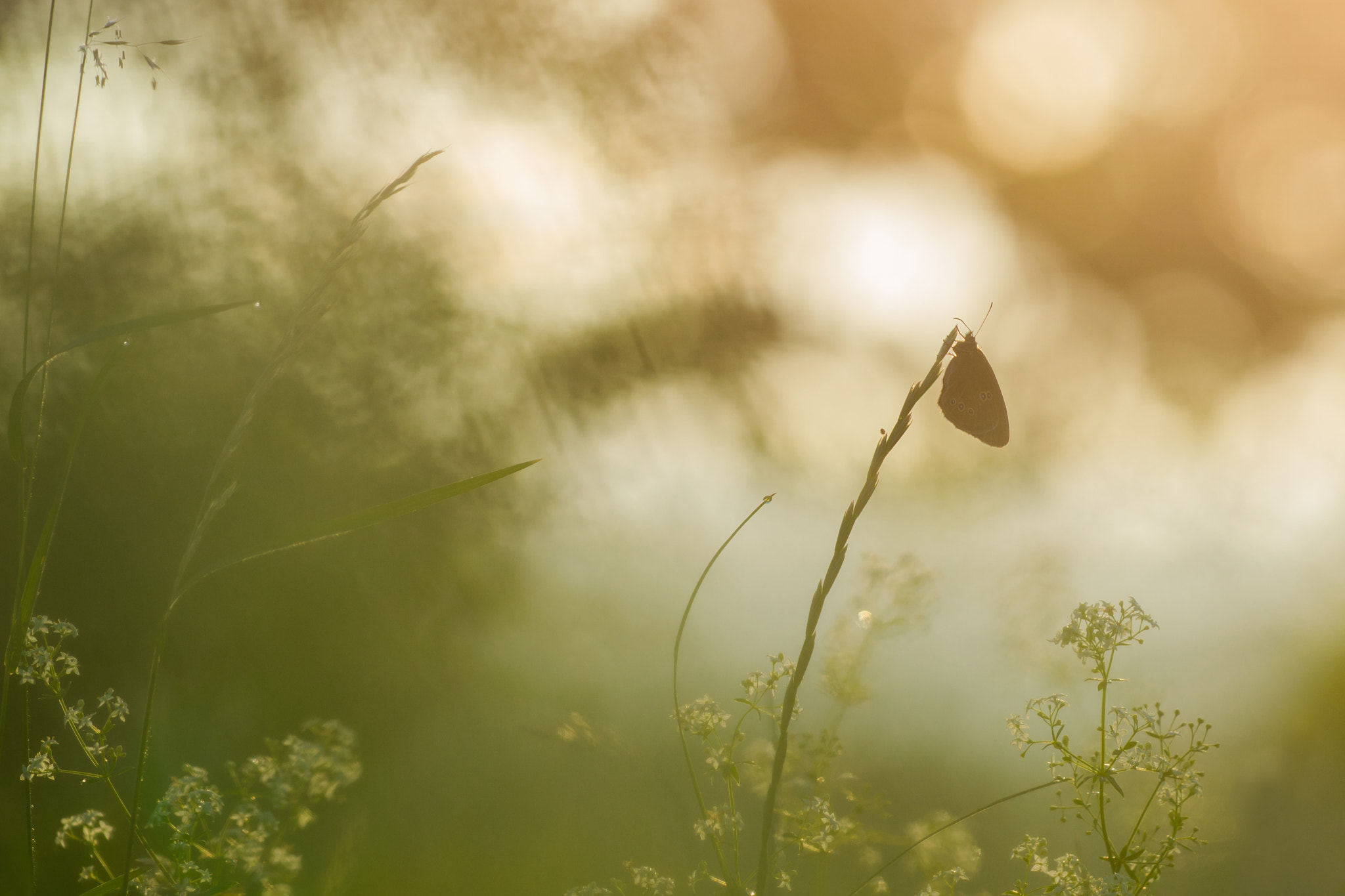 Nikon D3100 + Sigma 150mm F2.8 EX DG Macro HSM sample photo. Colorful morning photography