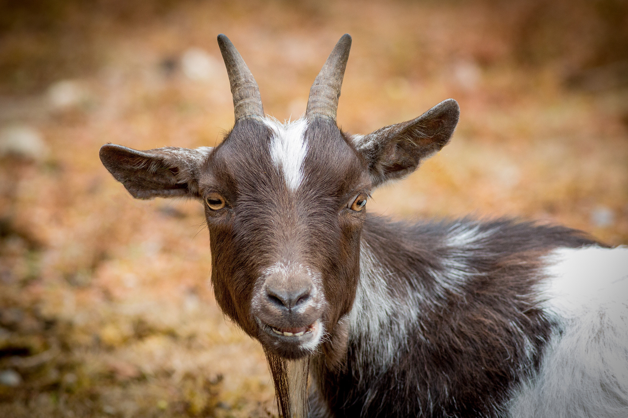 Canon EF 400mm F5.6L USM sample photo. Goat.....smiling? photography