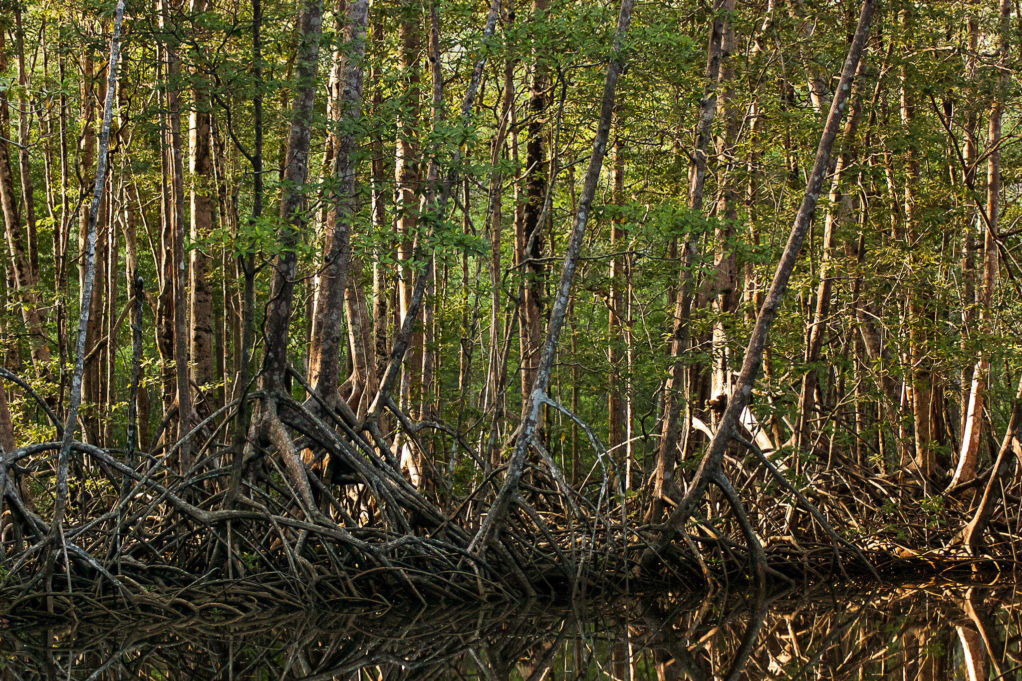 Nikon D40 sample photo. Atardecer en el manglar photography