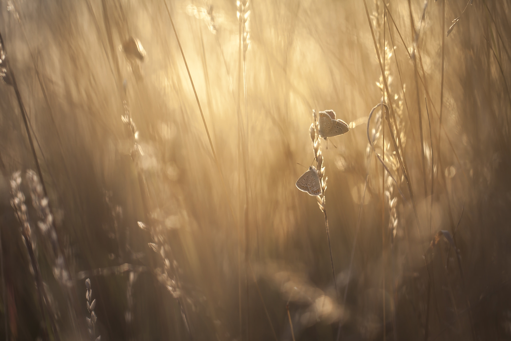 Canon EOS 50D + Canon EF 100mm F2.8L Macro IS USM sample photo. Butterfies on the meadow photography