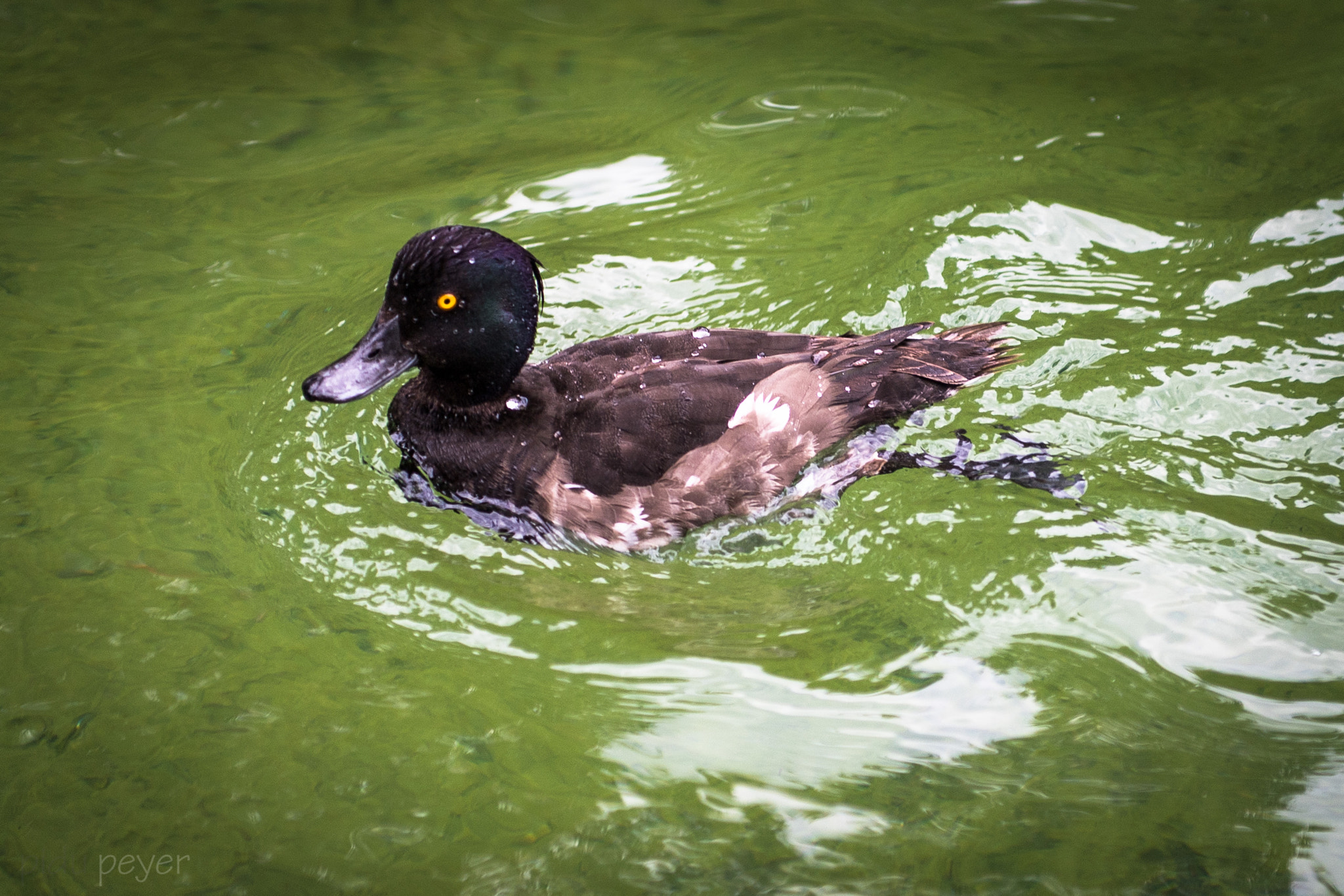 Nikon AF-S Nikkor 24-70mm F2.8E ED VR sample photo. Duck swimming for bread photography