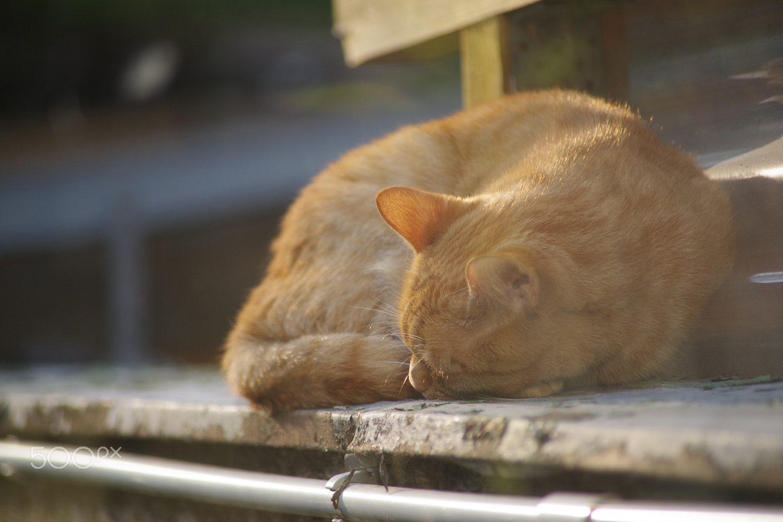 smc PENTAX-FA J 75-300mm F4.5-5.8 AL sample photo. Sleepy cat photography