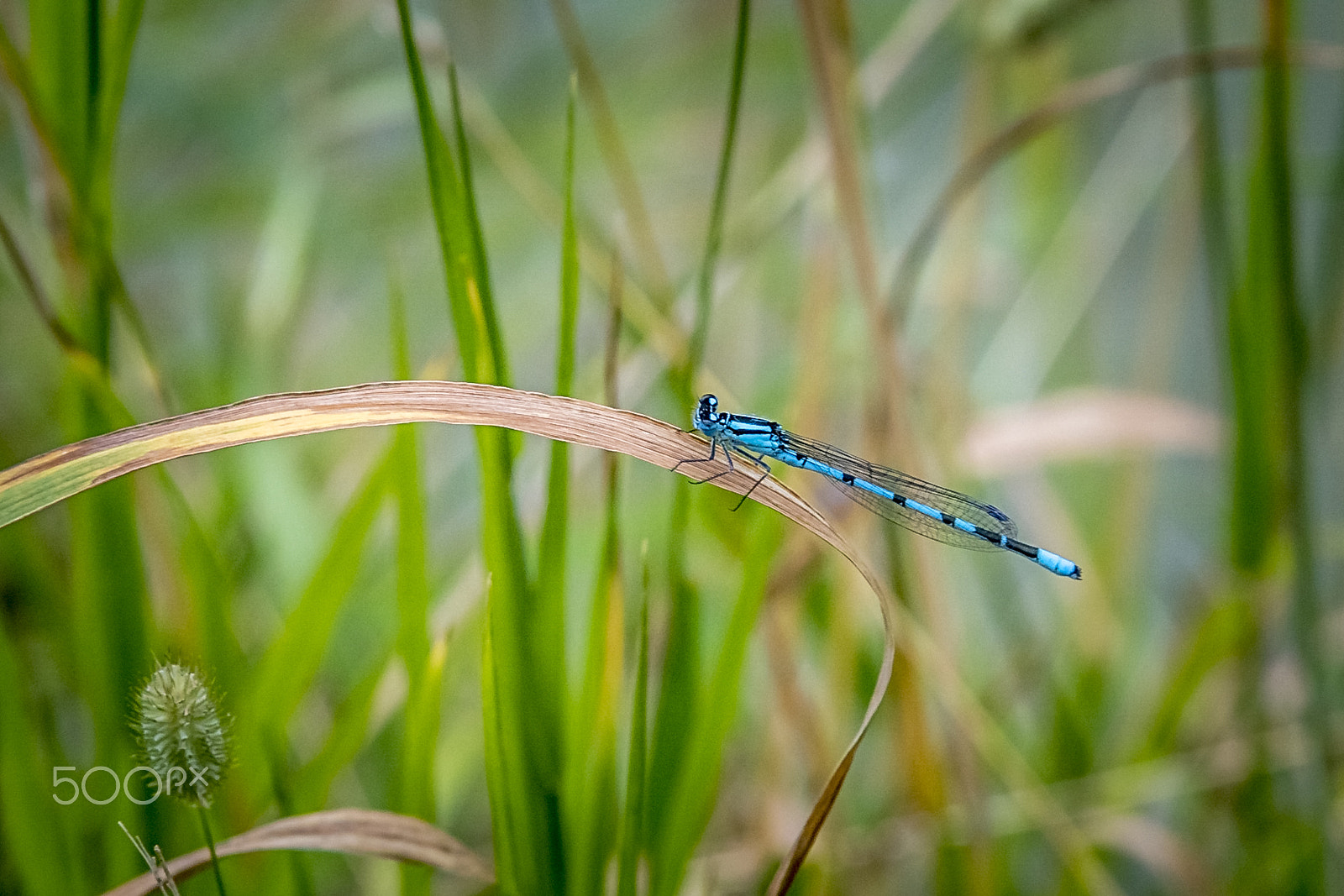 Canon EF 28-135mm F3.5-5.6 IS USM sample photo. Damselfly on dead leaf. photography