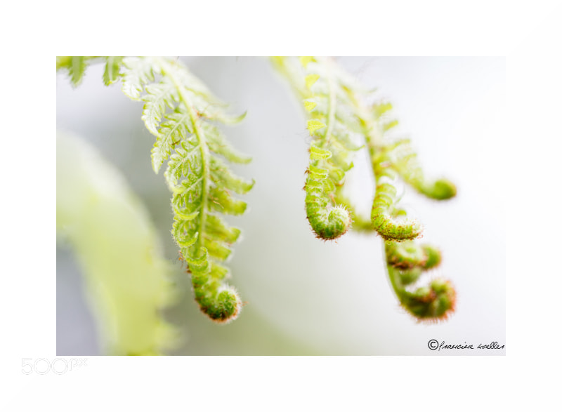 Canon EOS 650D (EOS Rebel T4i / EOS Kiss X6i) + Canon EF 100mm F2.8L Macro IS USM sample photo. Green fern photography