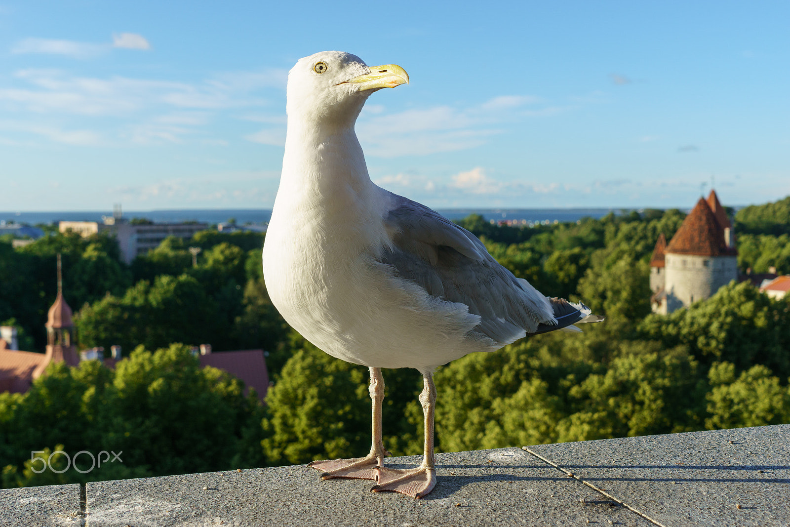 Sony a6000 + Sony FE 28-70mm F3.5-5.6 OSS sample photo. Seagull photography