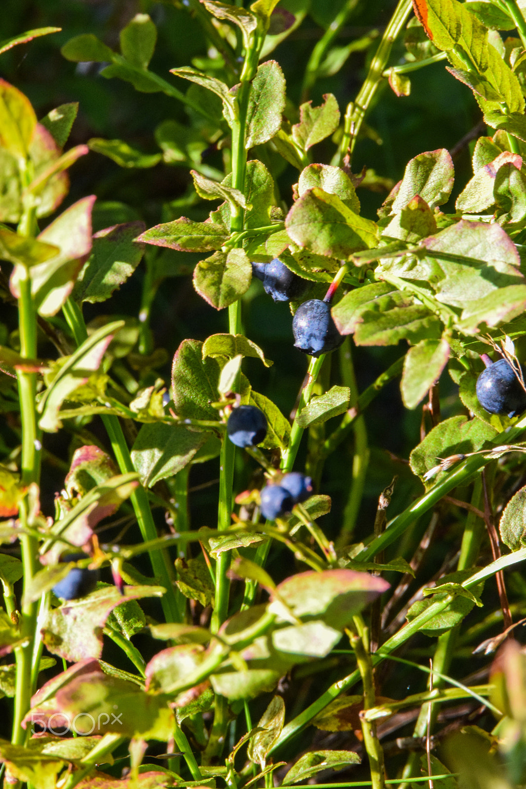 Tamron SP 150-600mm F5-6.3 Di VC USD sample photo. Mmmm, wonderful blueberries! photography