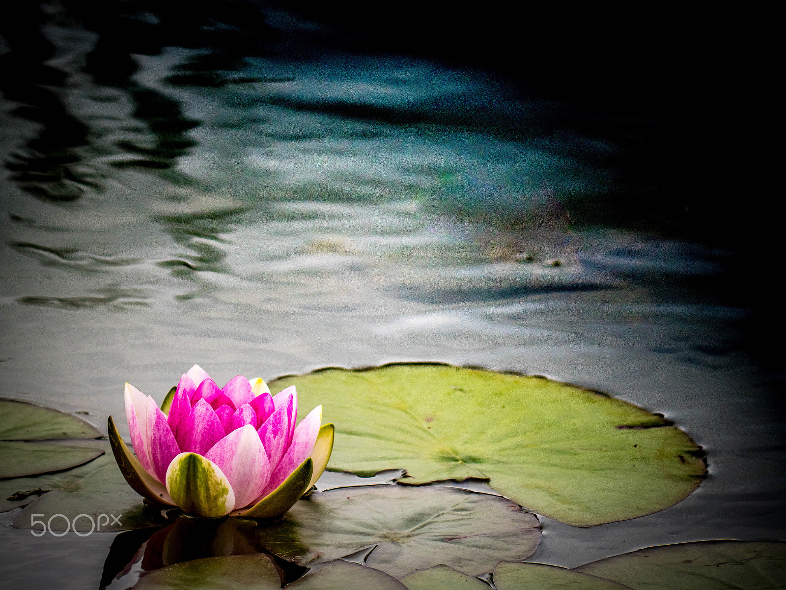 Panasonic Lumix DMC-GX8 sample photo. Water lilly photography
