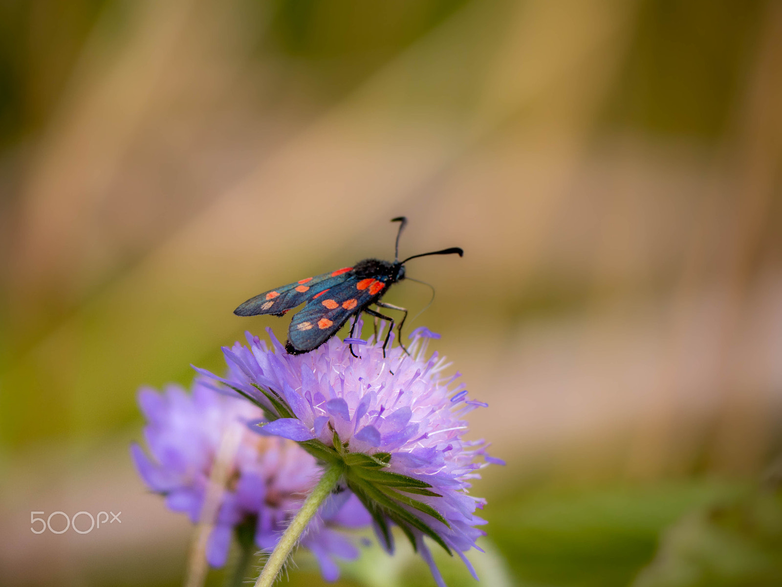 Panasonic Lumix DMC-GX8 sample photo. Black and red insect photography
