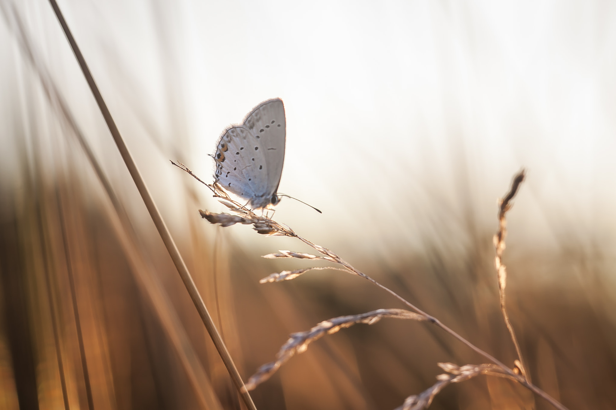 Canon EOS 50D + Canon EF 100mm F2.8L Macro IS USM sample photo. Butterfly photography