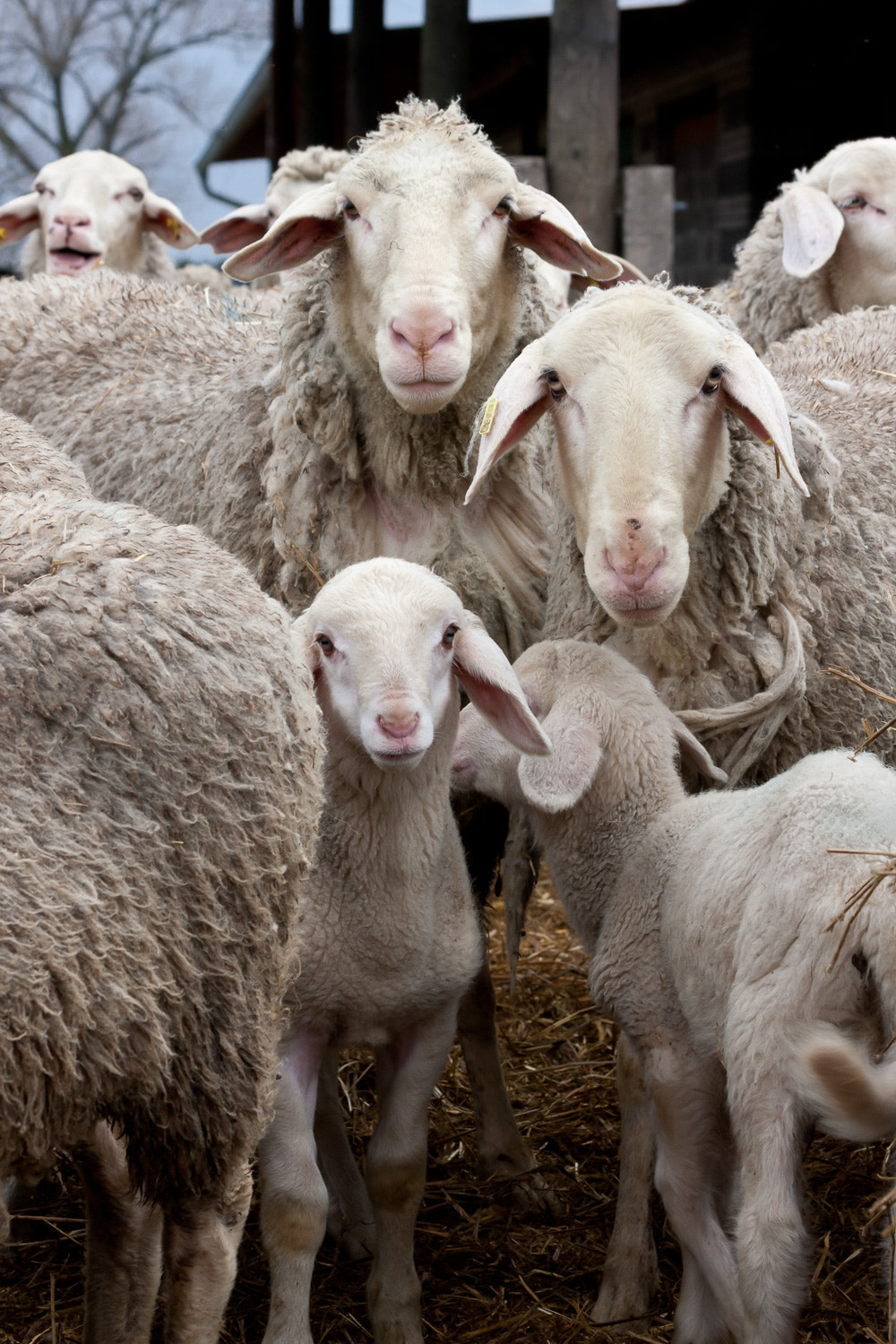 Canon EF 70-300mm F4-5.6 IS USM sample photo. Sheep and lamb photography