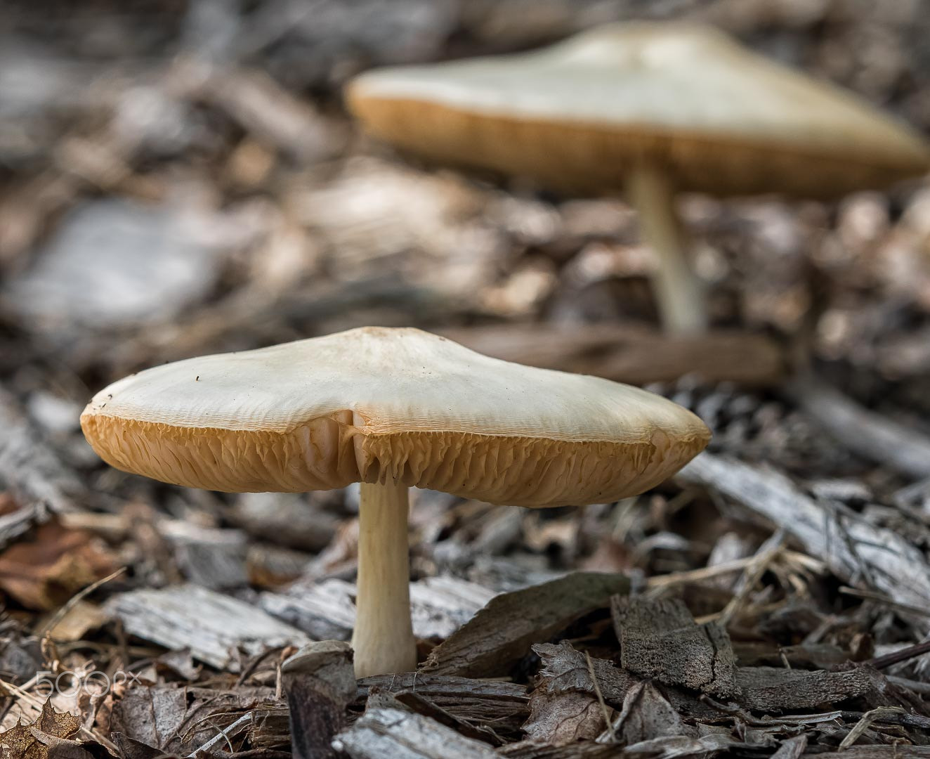 Sony a6300 + ZEISS Batis 85mm F1.8 sample photo. Mushroom z85 photography