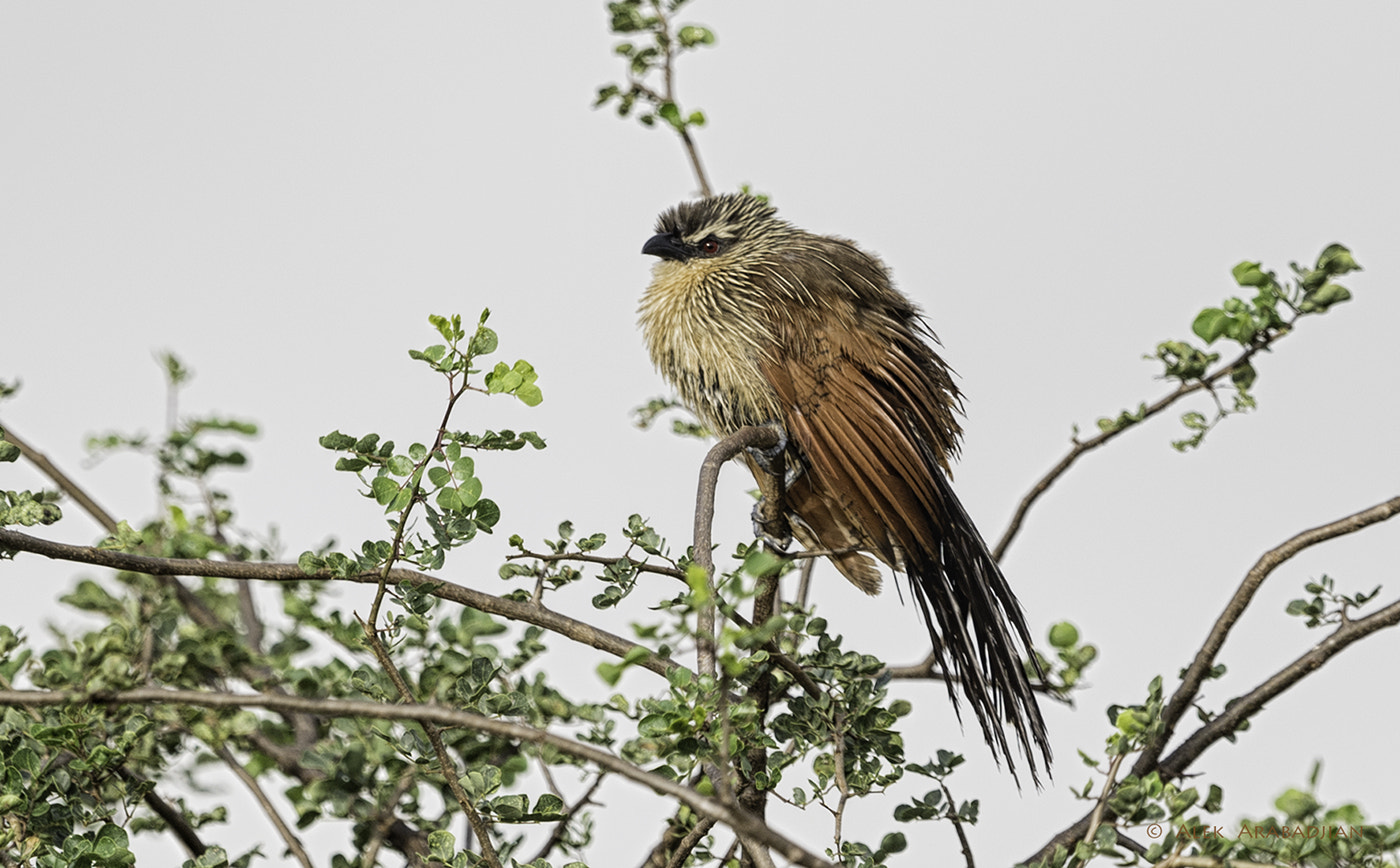 Nikon AF-S Nikkor 400mm F2.8E FL ED VR sample photo. Cuckoo! photography