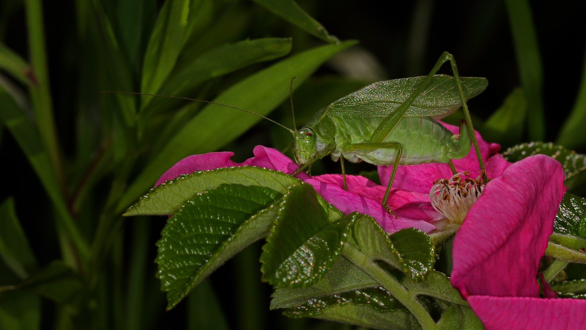 Sigma APO Macro 180mm F2.8 EX DG OS HSM sample photo. Scudderie des bois fd photography