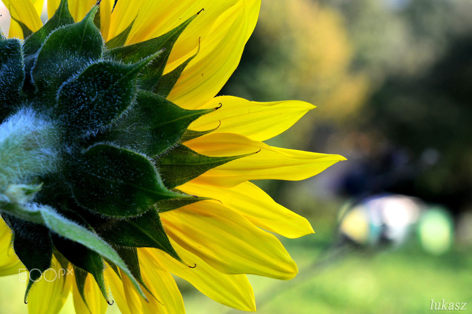 AF Zoom-Nikkor 35-105mm f/3.5-4.5 sample photo. Sunflower 07/16 photography