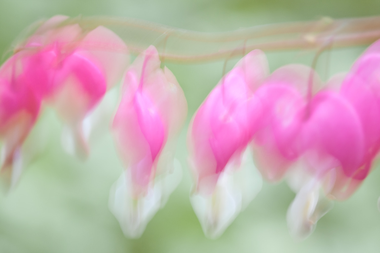 Canon EOS 40D + Sigma 105mm F2.8 EX DG Macro sample photo. Bleeding heart photography