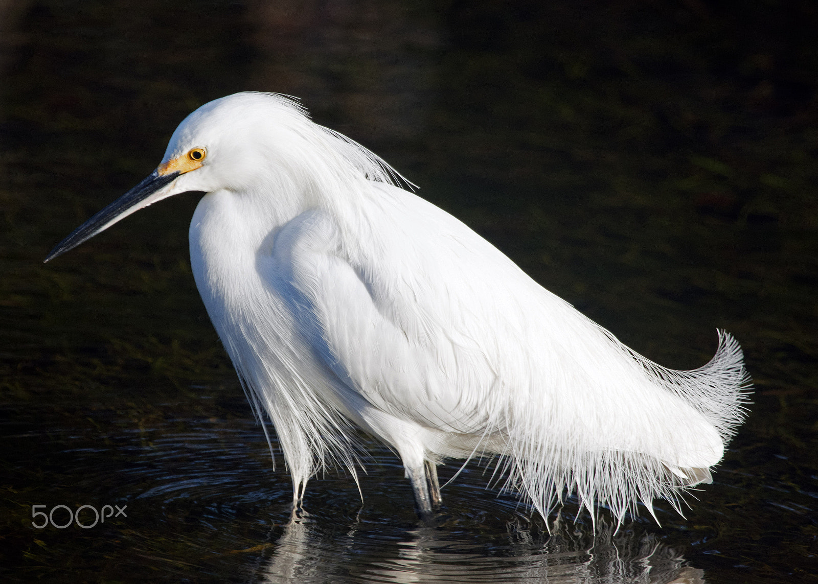 Canon EOS 7D Mark II + Canon EF 100-400mm F4.5-5.6L IS USM sample photo. Snowy egret photography