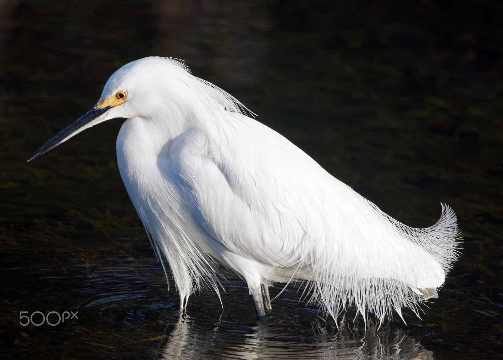 Canon EF 100-400mm F4.5-5.6L IS USM sample photo. Snowy egret photography