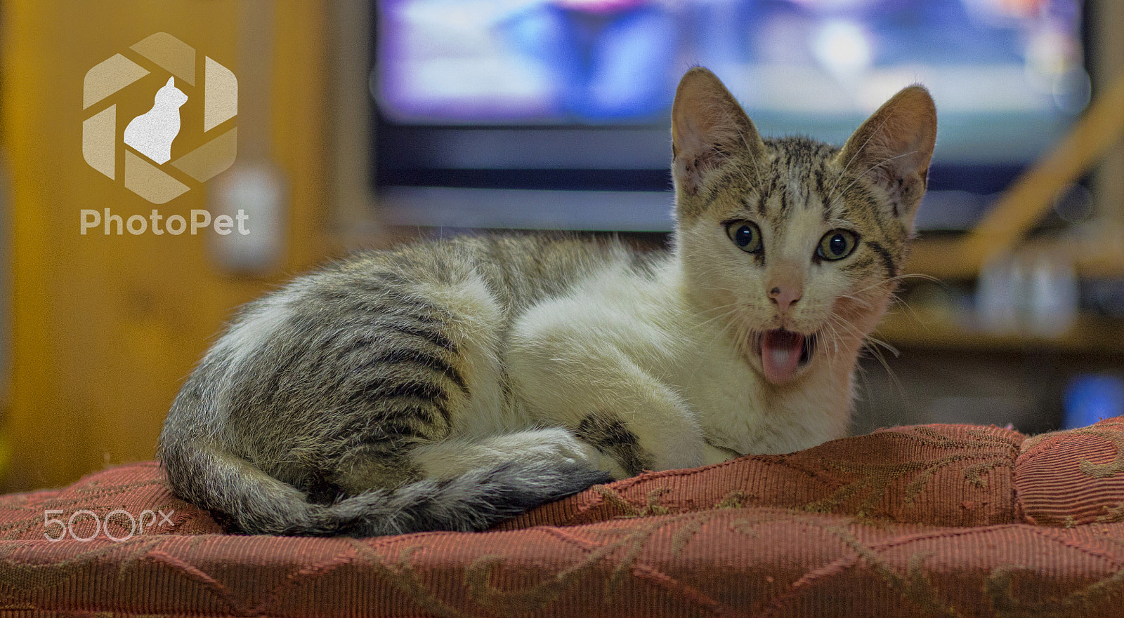 Canon EOS 650D (EOS Rebel T4i / EOS Kiss X6i) sample photo. Manchas! photography