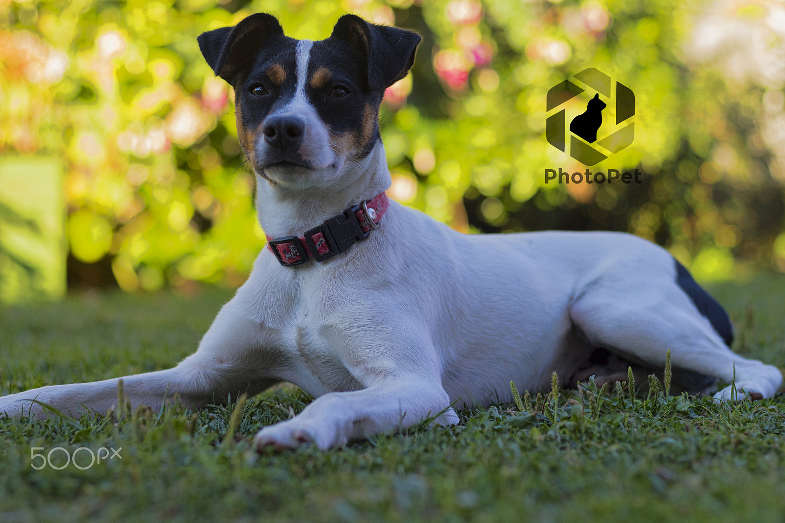 Canon EOS 650D (EOS Rebel T4i / EOS Kiss X6i) sample photo. Mateo photography