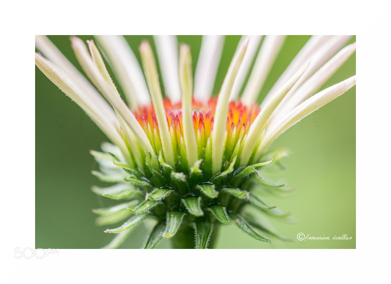 Canon EOS 650D (EOS Rebel T4i / EOS Kiss X6i) + Canon EF 100mm F2.8L Macro IS USM sample photo. Thorny photography