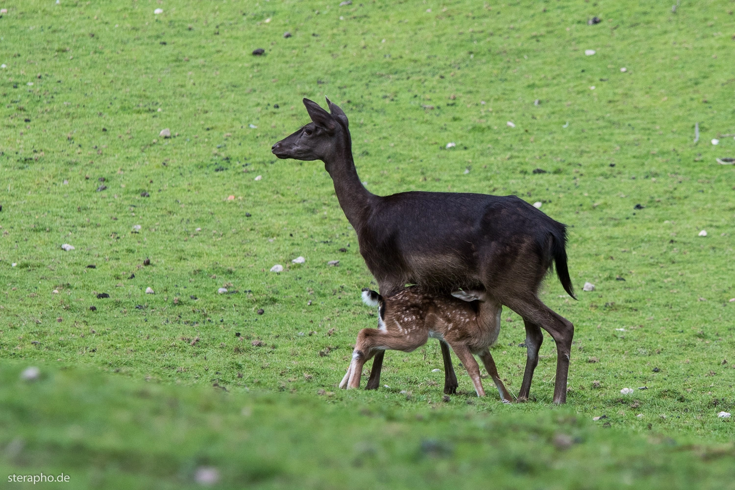 Sigma 70-200mm F2.8 EX DG OS HSM sample photo. Mommy's the best photography