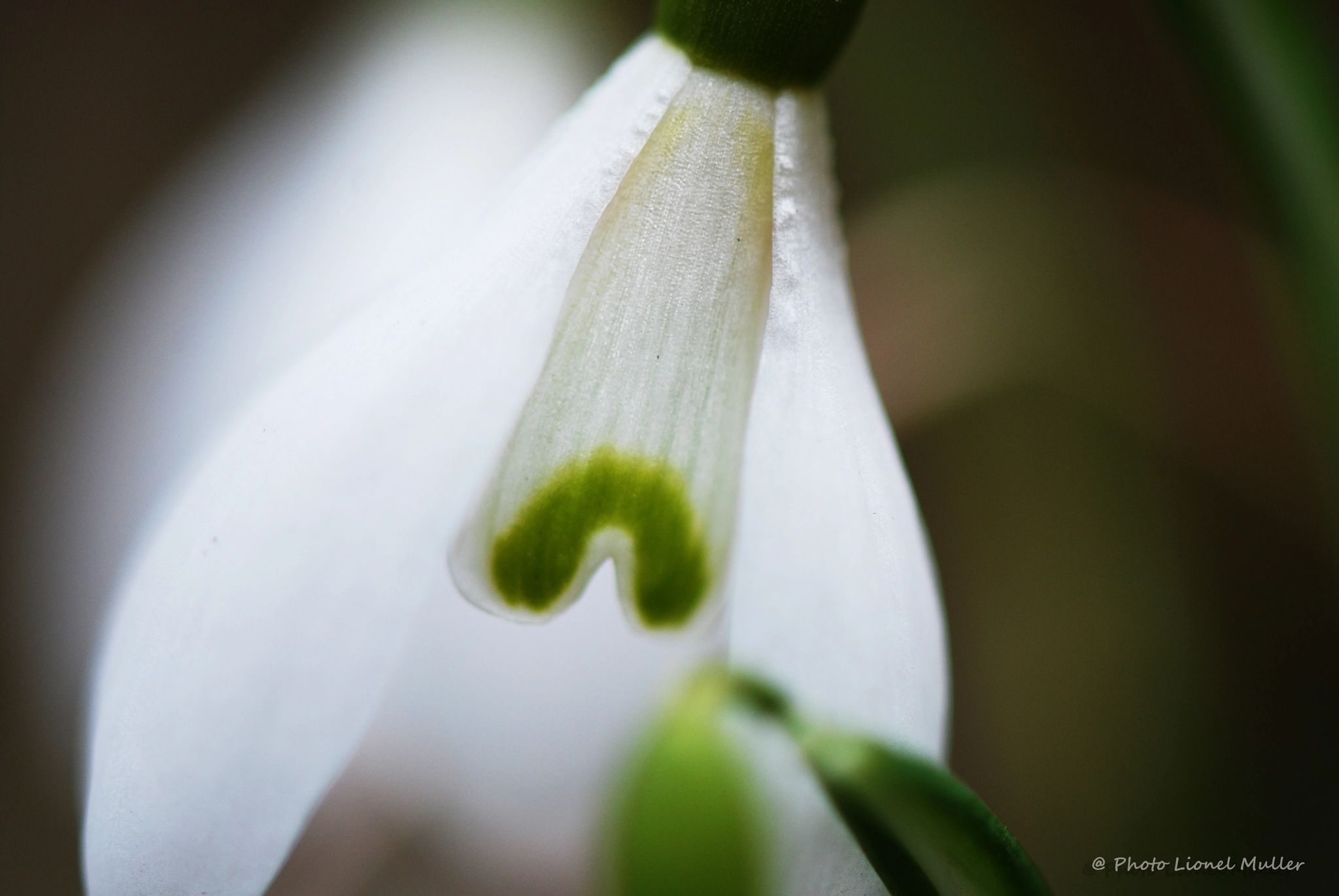 Nikon D60 sample photo. Perce neige photography