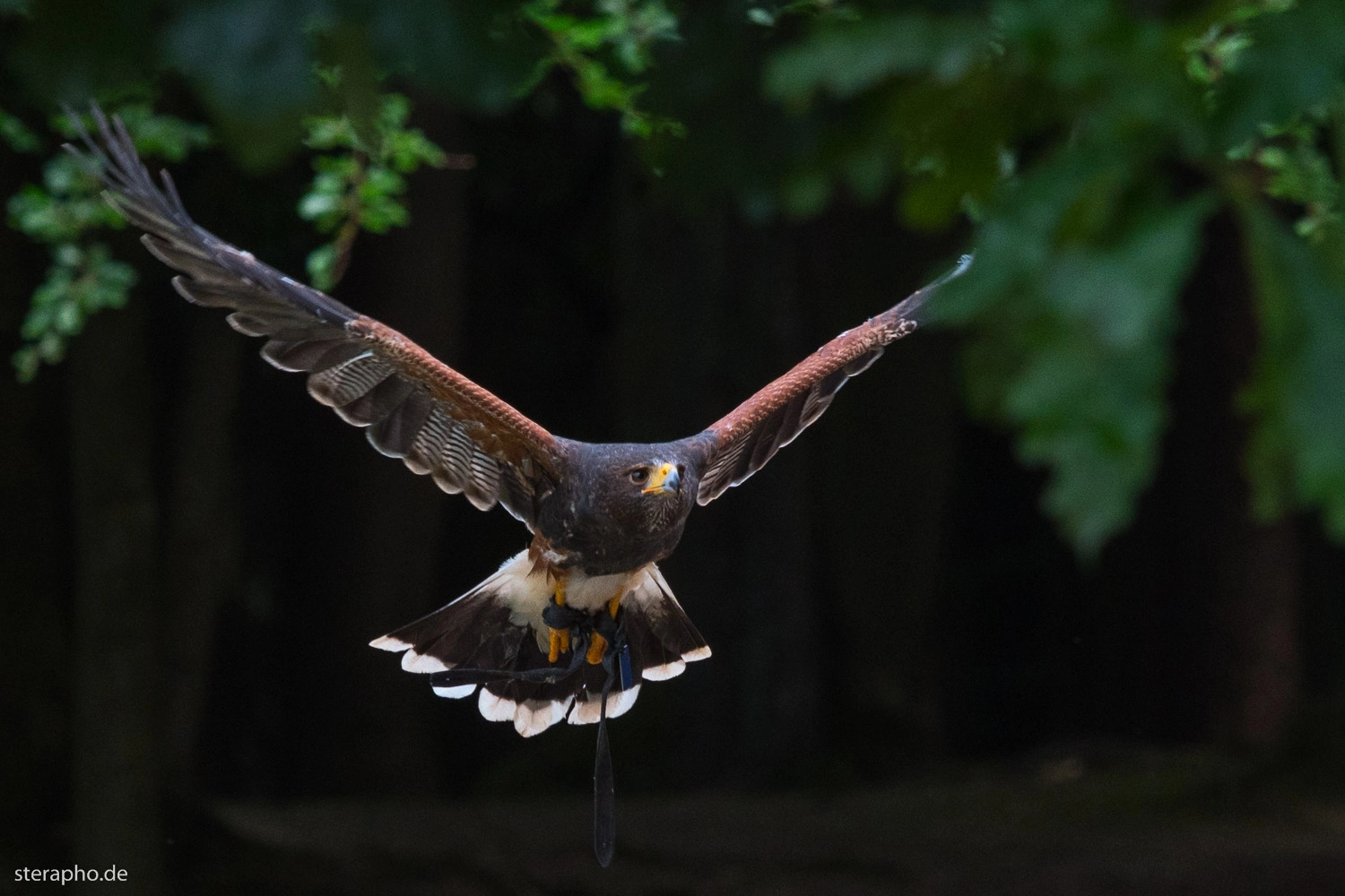 Sigma 70-200mm F2.8 EX DG OS HSM sample photo. Hawk photography