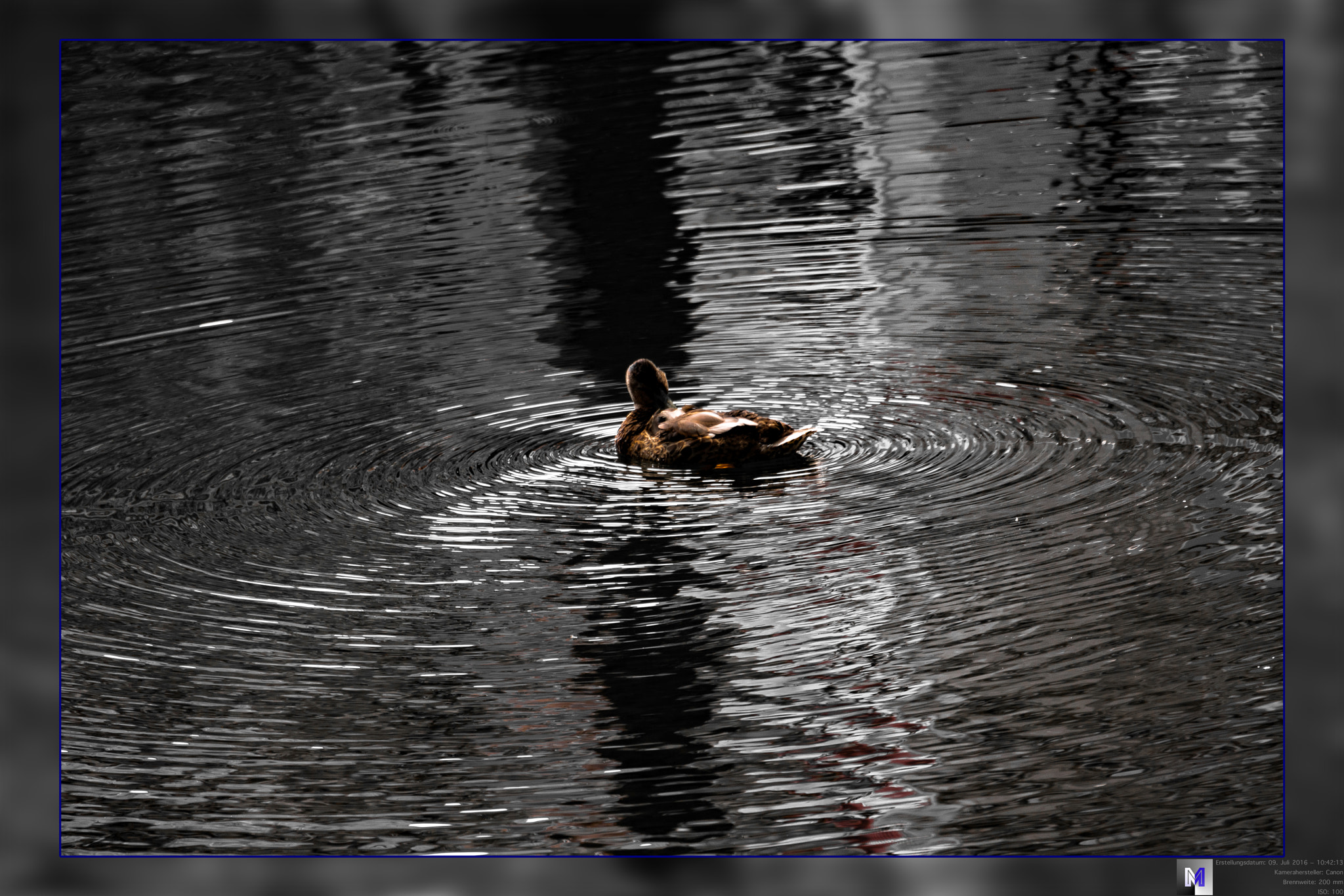Canon EOS 760D (EOS Rebel T6s / EOS 8000D) sample photo. Duck in black photography