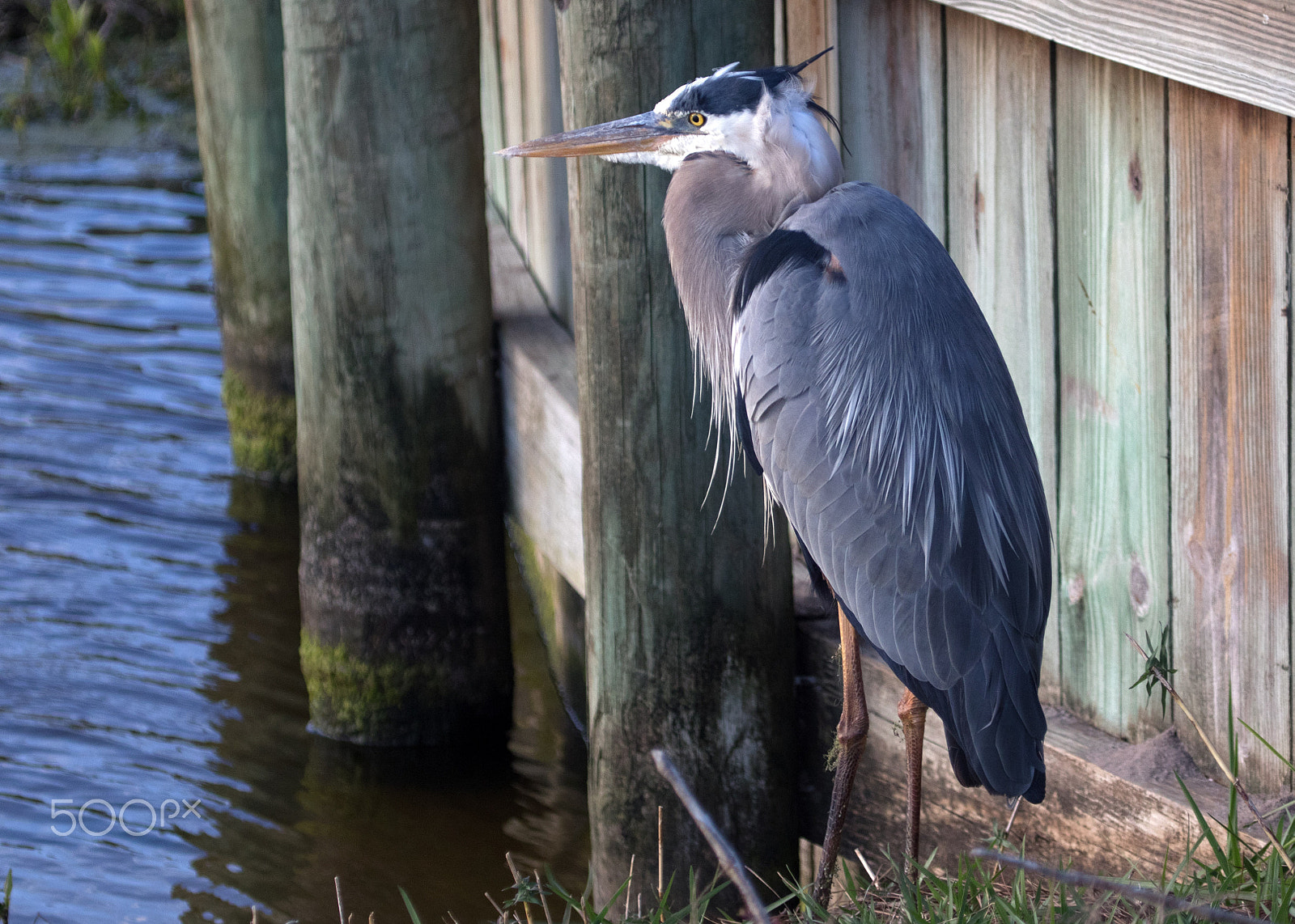 Canon EOS 7D Mark II + Canon EF 100-400mm F4.5-5.6L IS USM sample photo. Great blue heron photography