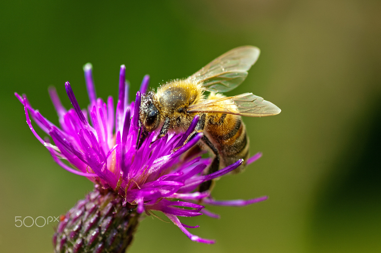 Nikon D2X sample photo. Dsc_7686 worker bee photography