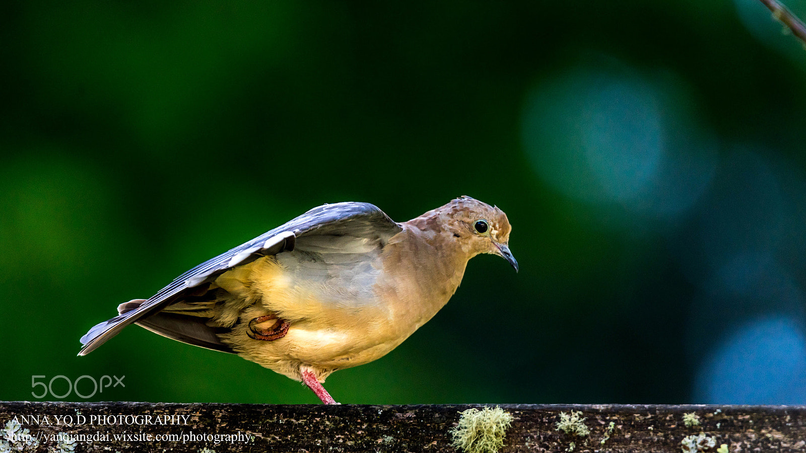 Sony a7 + Tamron SP 150-600mm F5-6.3 Di VC USD sample photo. Dove photography